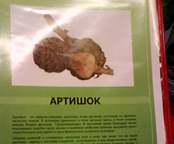 описание артишоков
