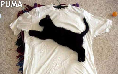 puma