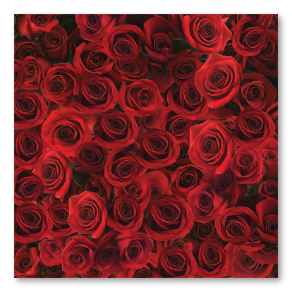 Roses