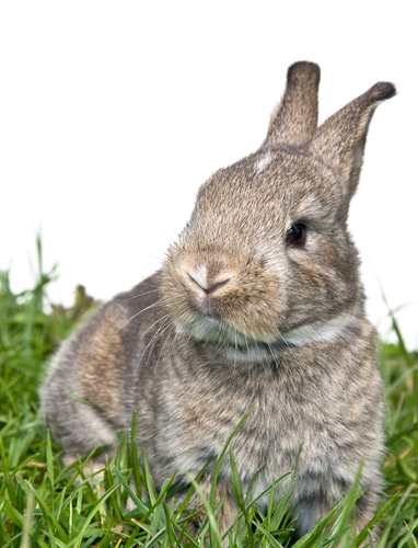 bunny