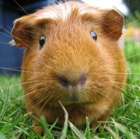 ginnea pig