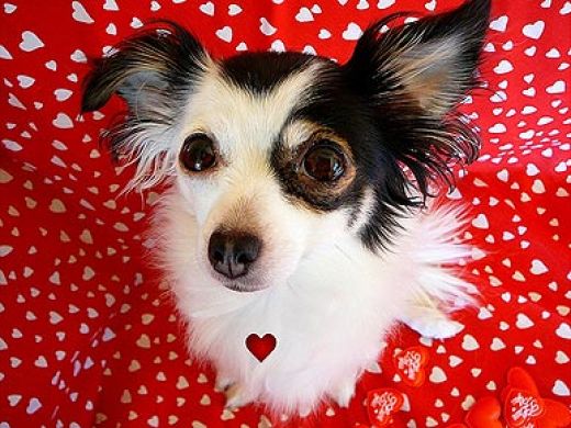 pets gifts