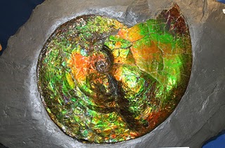 Ammonite fossil 14 inches across Canada Fossils of Calgary