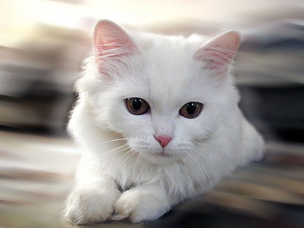 Angora_cat
