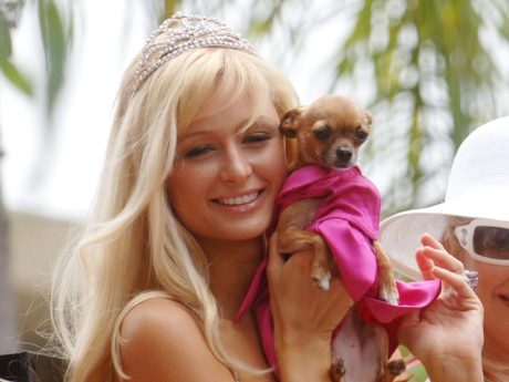 Paris_Hilton_chihuahua