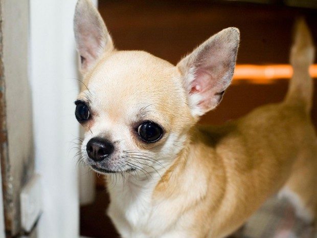chihuahua