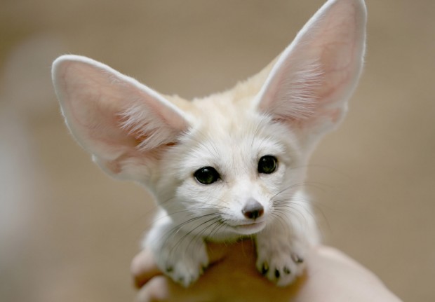 fenek