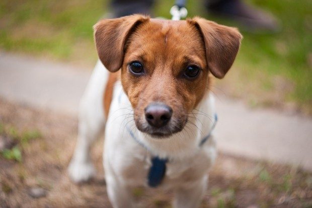 jack-rassel
