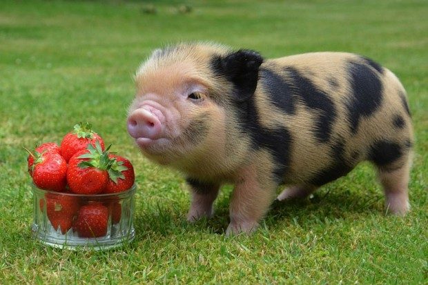 minipig