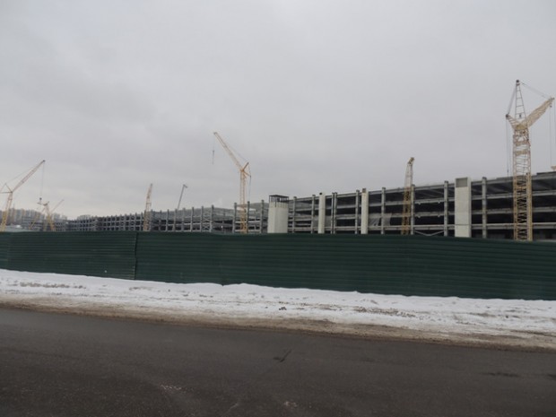 crokus6